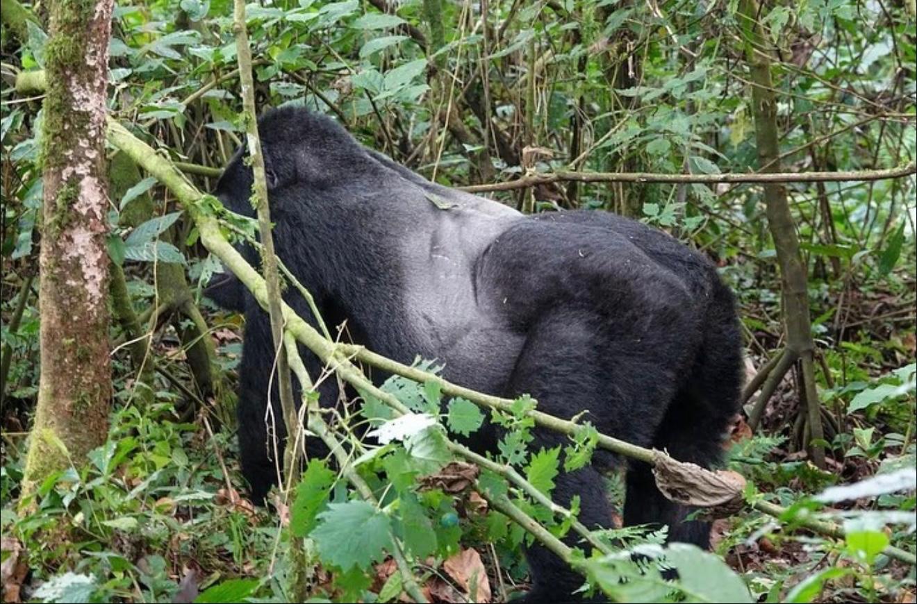 Uganda Wildlife and Primate Safari